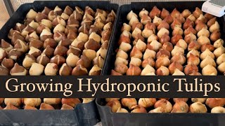 Growing Hydroponic Tulips #flowerfarm #flowers #tulips #hydroponics