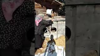 Harman Savurma Makinası