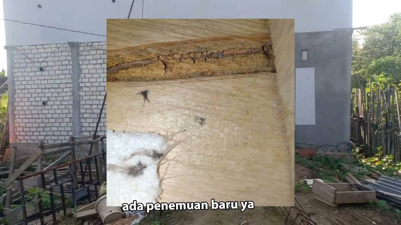 rbw baru 1 bulan lebih pakai pjw 24 ekor yg inap dan 1 polesan 