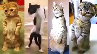 🐱 🙀 😂 Funny, Creepy and Scared Cats Walking and Standing on Two Legs | Cute and Funny Animals by Cute and Funny Animals 2,602 views 2 years ago 3 minutes, 16 seconds