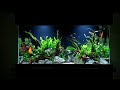 How To: Planted Aquarium Tutorial - 55 Gallon Aquascape With Discus