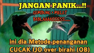 TIPS ‼️ HANDLING FOR CUCAK IJO THAT IS OVER-EXCULTURAL (OB)