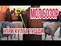 КАШКАДАРЕ ВИЛОЯТИ КАРШИ МОЛ БОЗОРИ QASHQADARYO VILOYATI QARSHI MOL BOZORI