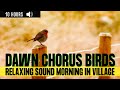 Australian #dawnchorus : Nature's Serenade for Relaxation, Meditation, and Anxiety Relief