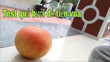 Test quả bưởi đỏ tiến vua || bưởi Rỏn