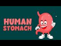 Understanding the Human Stomach