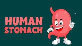 Human Stomach - Anatomy, Function, Diagram and more... - Learning Junction