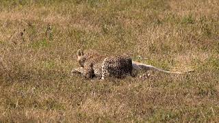 Ngorongoro Conservation Area Cheetah and Cubs, Tanzania,  Africa