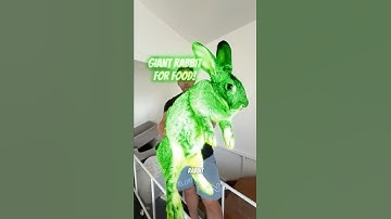 Meet Paris🐇 My Giant Flemish #rabbit  who was bred to be eaten😱 Would you cuddle her or cook her?