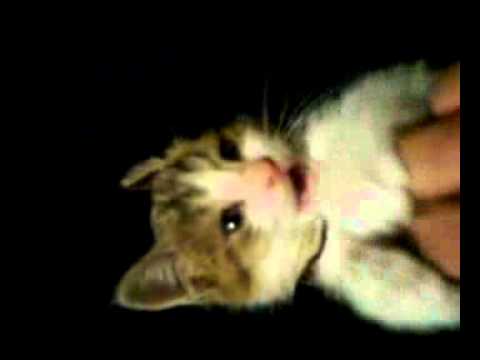 Мой Армянский милый котик.A.A.Danielyan