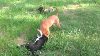 Video of adoptable pet named Shasta