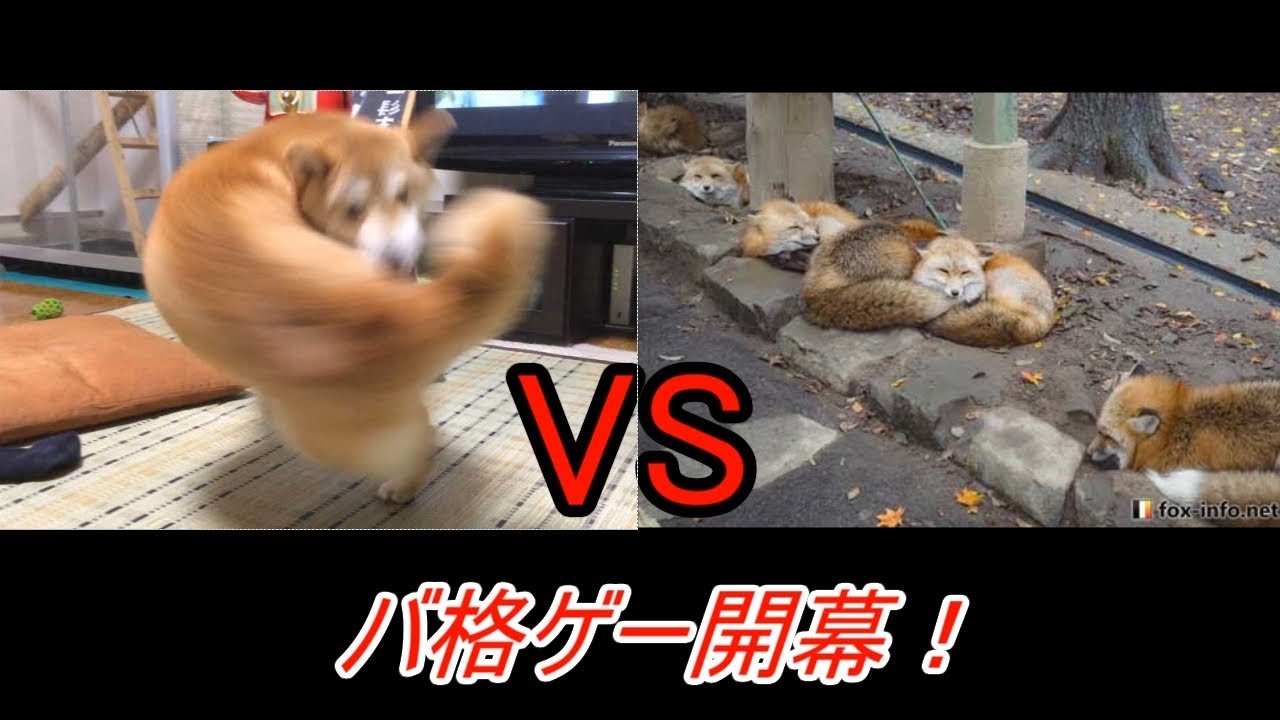 右フック犬 Vs マッスル狐 Fight Of Animals Youtube