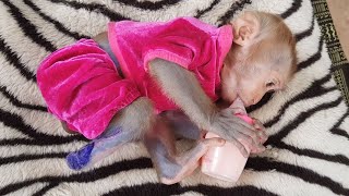 Precious Little Koko Got Much Milk | Mom Feeding Milk Koko And Lets Him Napping