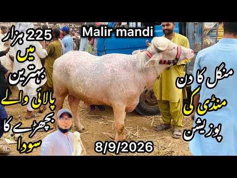 Malir Mandi Karachi Cattle Rates Update❤️ || 8 September 2026 || Cow Mandi 2026 💫