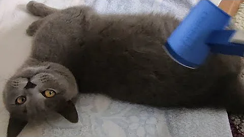 Video 11636831: british shorthair cat, british hair cat, dog british, cat missing