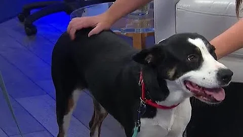 Pet of the week: Tonya