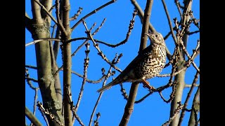 1243. Drozd brávník, Mistle Thrush, Misteldrossel, Grote lijster, Grive draine, Деряба, Paszkot