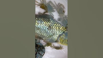 Con cá chép , con rùa , con cua , con ốc , con tôm , các loại cá nước ngọt