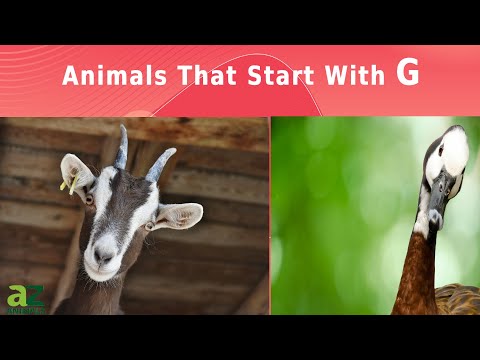 Animals That Start With The Letter G - Listed With Facts!
