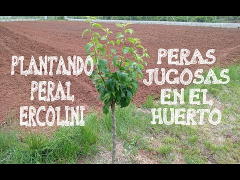 Como plantar PERAL en el Huerto o jardín.