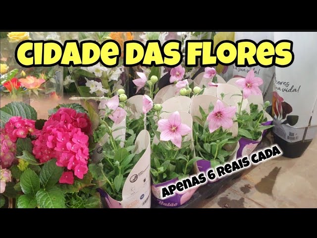 Supermercados Super Golff - Gosta de Flores? Então você não pode perder a  nossa Feira de Flores de Holambra 💐🌾🌷🌹🌼🌸que vai acontecer de 24 a 26  de Outubro nas Loja da Rua