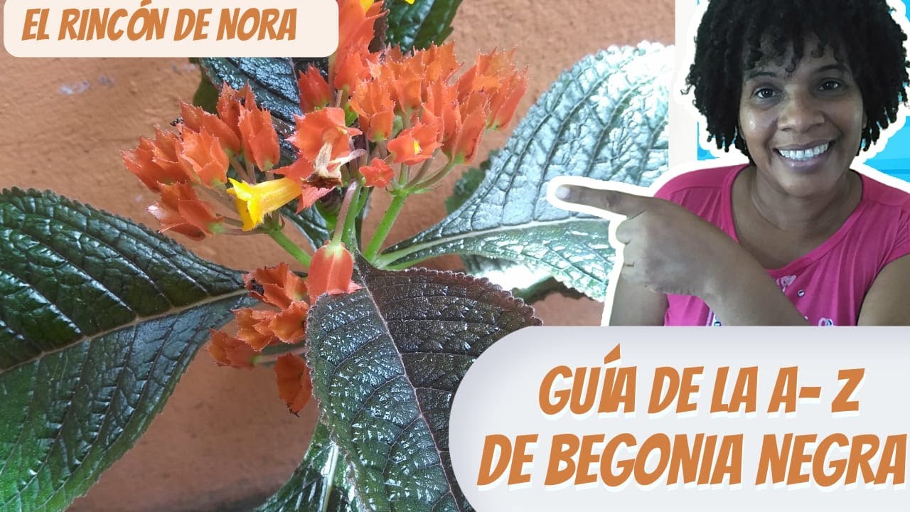 GUÍA DE CUIDADOS DE BEGONIA NEGRA|| EL RINCÓN DE NORA ?? - YouTube