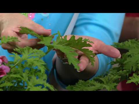 Video: Onko calliope geranium monivuotinen?