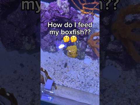 How do I feed my fish with anxiety??