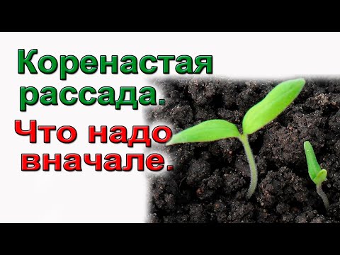 Видео: Руководство по посадке семян для зоны 9 - Советы по посадке семян в теплом климате
