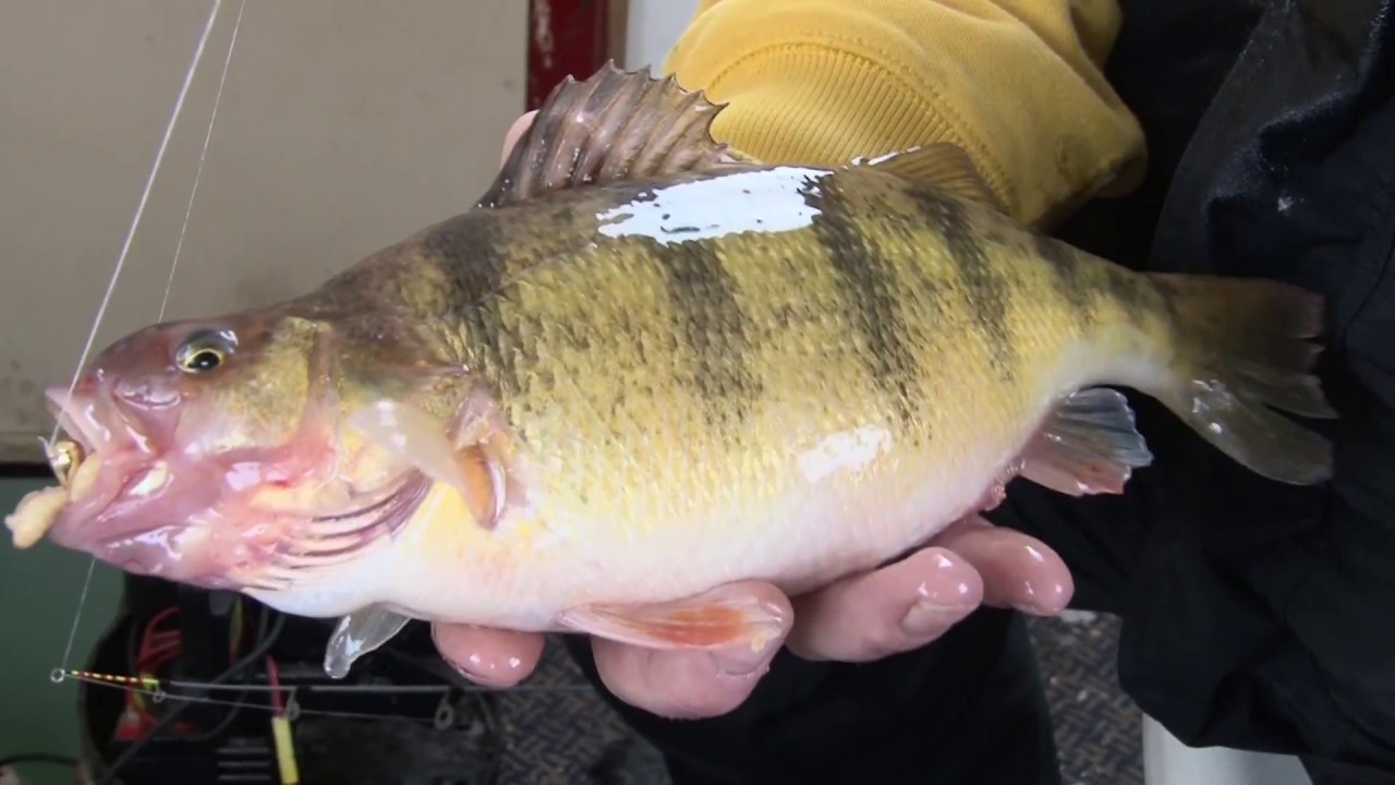MidWest Outdoors TV Show #1661 - Ice Fishing 10 Years at ...