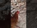 راني عروبية وافتخر