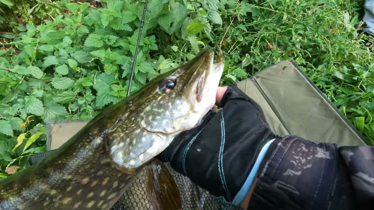 Am prins aceeasi stiuca de doua ori in decurs de 6 luni! Pescuit catch and release e solutia!