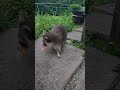 helping raccoon missing a paw2