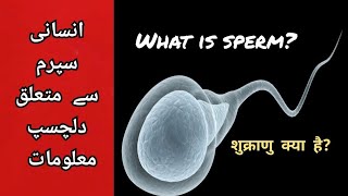 What is sperm? hindi/urdu | #animatedbiologicalissues