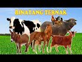 10 binatang ternak lucu dengan suaranya