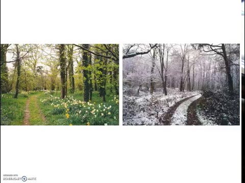 Vidéo: Zone 3 Arbres à feuilles caduques - En savoir plus sur les arbres à feuilles caduques pour les climats froids