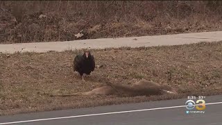 Residents Worry After Menacing Vultures Take Over South Jersey Town