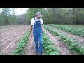 LOOK at These Potato Plants!