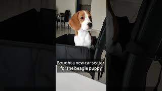 New Car Seater for the Beagle Puppy  Test & Trial with Dog Car Seat #puppy #beagle #dog #doglover