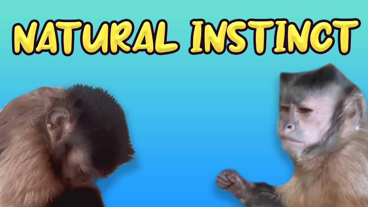 what-is-that-smell-youtube