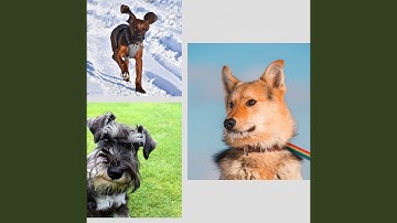 Pulsating Moods for Restless Puppies