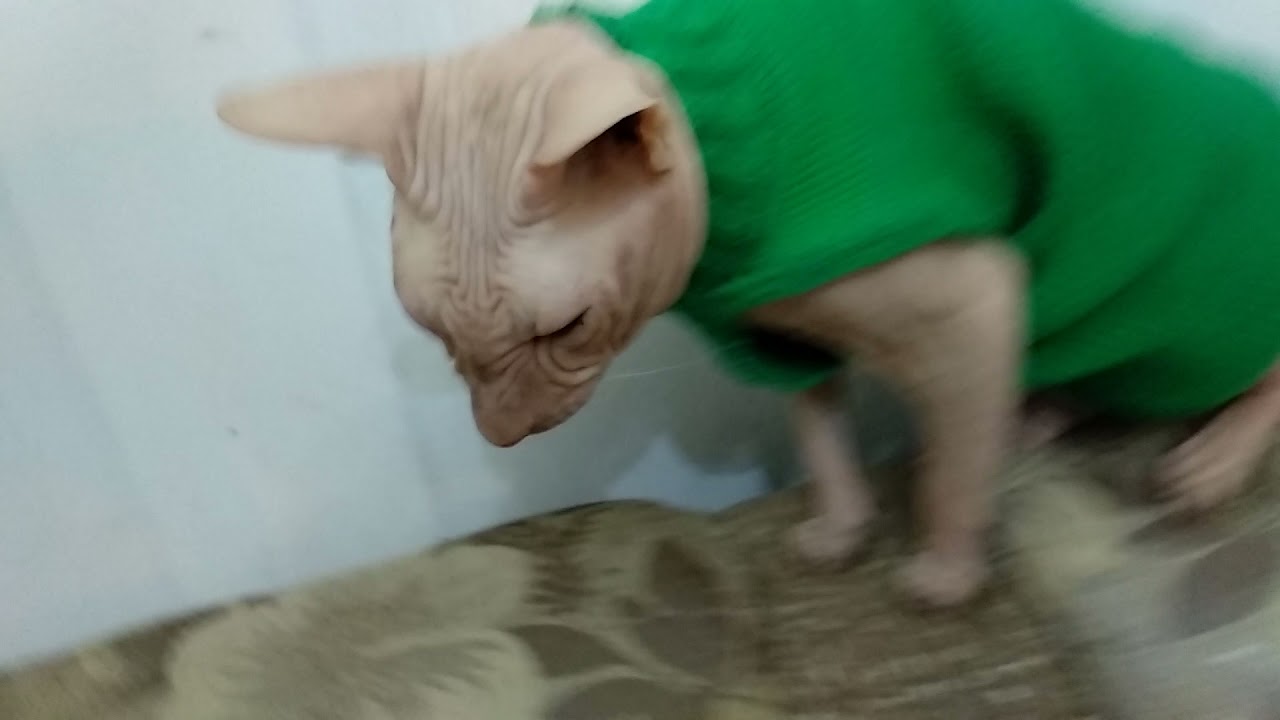 жилетка для сфинкса