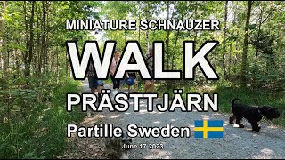 MINIATURE SCHNAUZER WALK PRÄSTTJÄRN (4K)