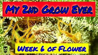 My 2nd Grow Ever - Week 6 of Flower