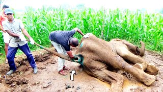 Heart warming! Elephant with bad stomach given timely treatment & relieved from severe pain