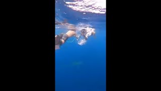 Tourists Encountered Some Large Sharks Migrating While Snorkeling in Hawaii
