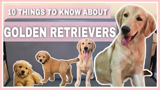 MGA DAPAT MALAMAN TUNGKOL SA GOLDEN RETRIEVER | Philippines