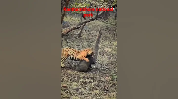 Tigeress Noor killed a wild boar in Ranthmbhore national park ❤️ #ranthambhore #shorts #reels