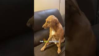Dog’s shocking behavior led to THIS discovery! 🤯😂 #cuteanimals #entertaininganimals #pets