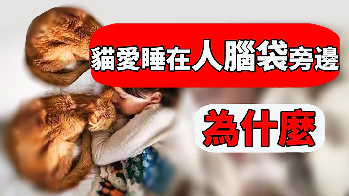 猫为什么爱睡在主人脑袋旁边？其中一点原因，让人觉得很暖心！【猫咪行为学EP24】 - 天天要闻